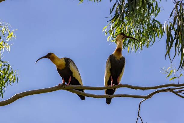 istock Theristicus caudatu, Curicaca, couple birds on branch tree with blue sky in backgroud 927891966