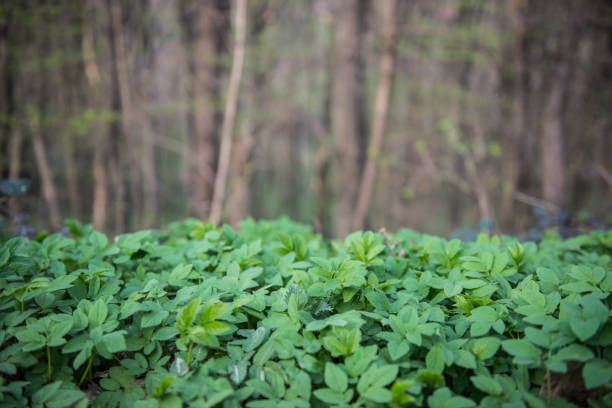 Mint plant grow at vegetable garden