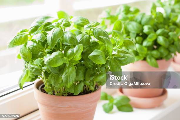 Frischem Basilikum Pflanze Im Topf Stockfoto und mehr Bilder von Basilikum - Basilikum, Kräuter, Kräutermedizin