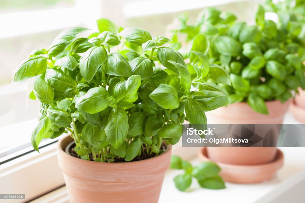 fresh basil herb in pot Basil Stock Photo