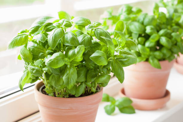 fresh basil herb in pot stock photo