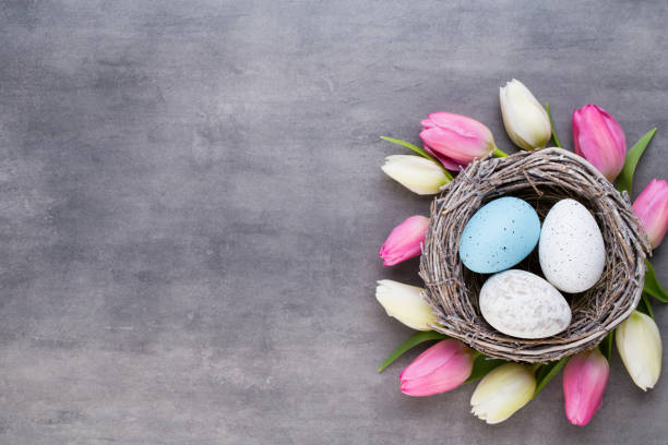 istock Pink tulip with pink eggs nest on a gray background. Easter greetings card. 927893956