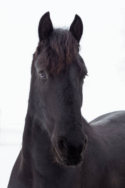 背景冬のフリージアン馬の肖像 - horse black stallion friesian horse ストックフォトと画像