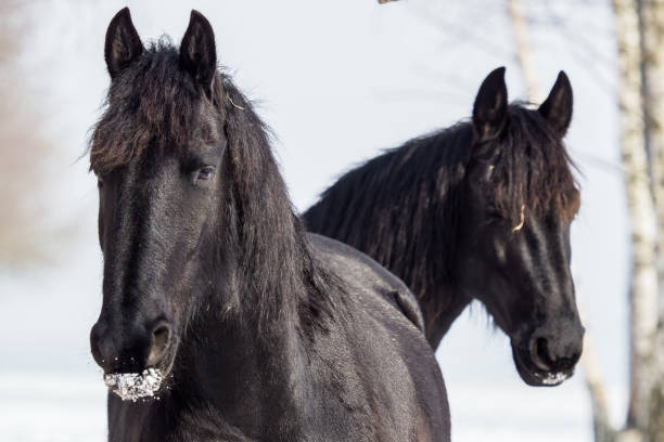 背景冬のフリージアン馬の肖像 - horse black stallion friesian horse ストックフォトと画像