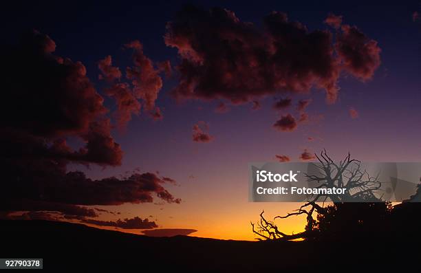 Пустынный Закат — стоковые фотографии и другие картинки Аризона - Юго-запад США - Аризона - Юго-запад США, Без людей, Ветвь - часть растения