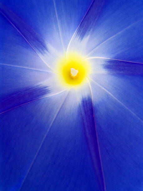 Blue Bindweed. stock photo