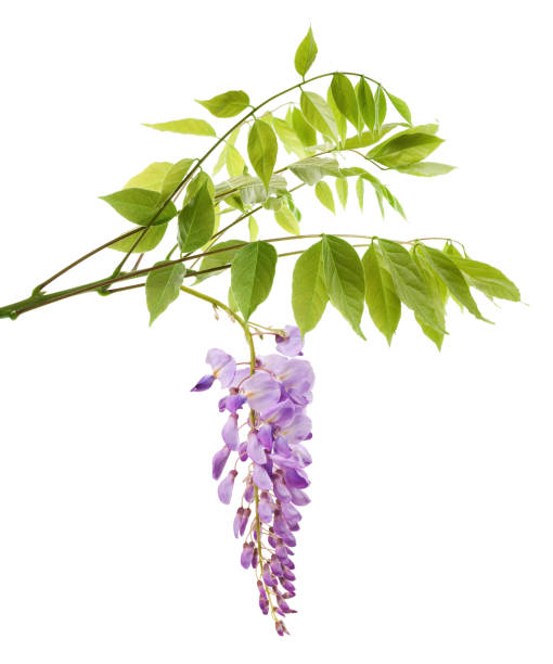 istock wisteria branch with flowers 927908668