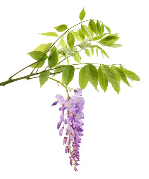 wisteria branch with flowers isolated on white