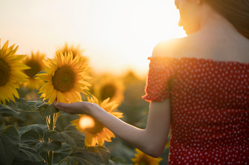 Rear view of a young woman in red dress enjoying with beautiful sunflowers.