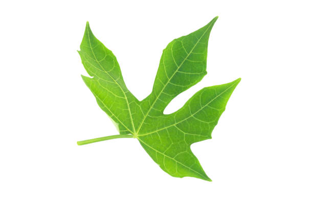 istock Closeup Green leaf isolated on white background of file with Clipping Path 927912292