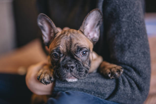 istock Cute french puppy 927912392