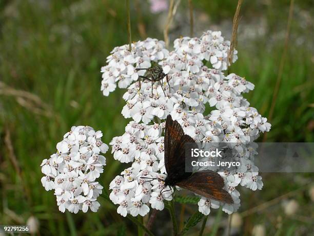 Insekten Stockfoto und mehr Bilder von Alm - Alm, Baumblüte, Berg