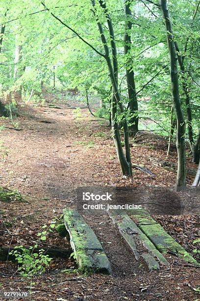 Rudeskov Percorso - Fotografie stock e altre immagini di Albero - Albero, Ambientazione esterna, Ambientazione tranquilla