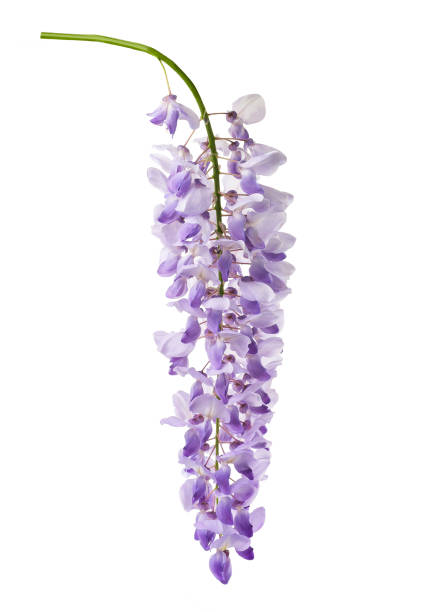 fiori di glicine isolati - wisteria foto e immagini stock