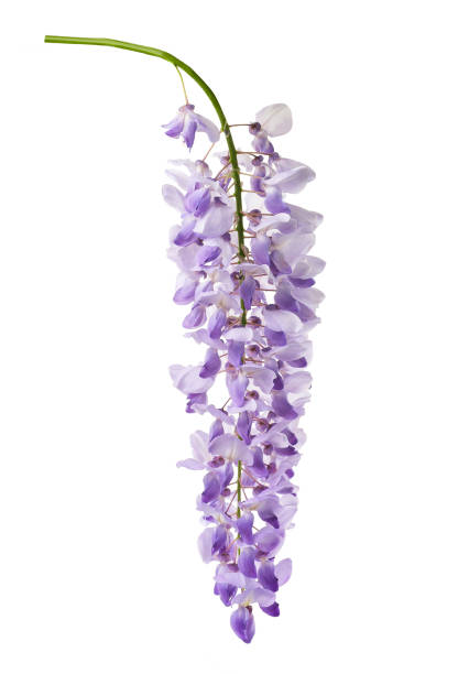 istock wisteria flowers isolated 927915274