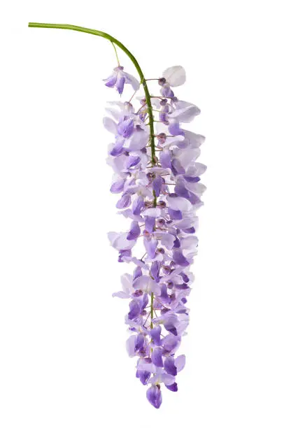 Photo of wisteria flowers isolated