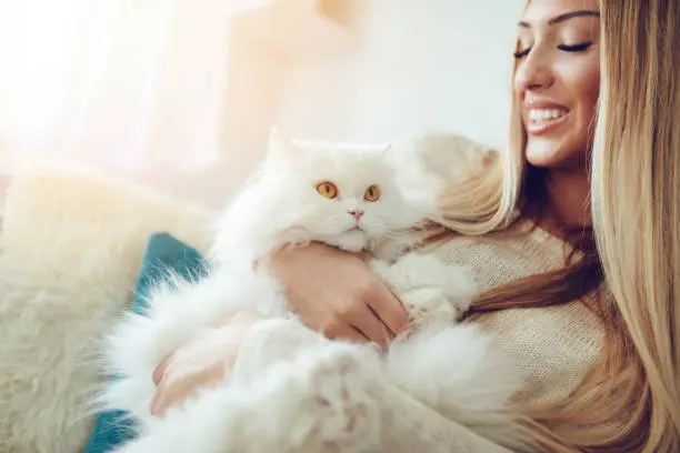 Beautiful young woman relaxing at home embracing her beautiful white Persian cat with yellow eyes.
