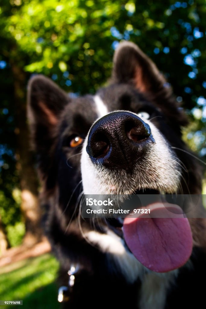 Wet naso problemi - Foto stock royalty-free di Fish-eye