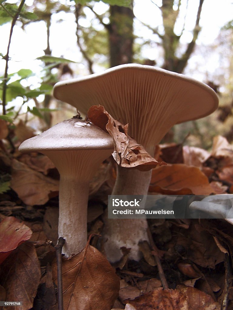 Champignons 4-Le Jeune Couple - Photo de Automne libre de droits