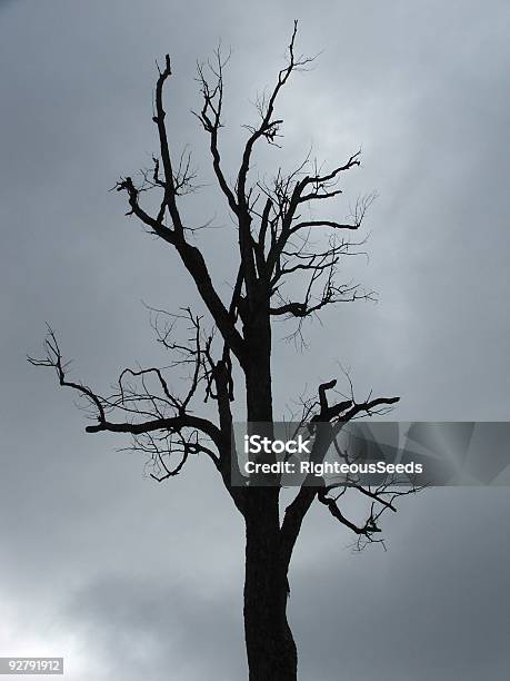 Spuk Stockfoto und mehr Bilder von Ast - Pflanzenbestandteil - Ast - Pflanzenbestandteil, Baum, Bedeckter Himmel