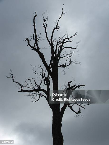 Spettrale - Fotografie stock e altre immagini di Albero - Albero, Albero spoglio, Ambientazione esterna