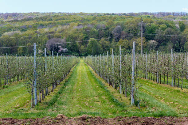 istock Apple orchard with young saplings in the spring 927919920