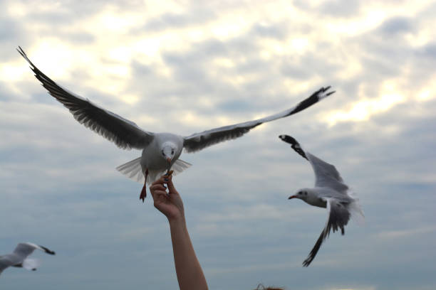 istock seagull spreading wings flying to eat crackling from  hand feeding 927920982