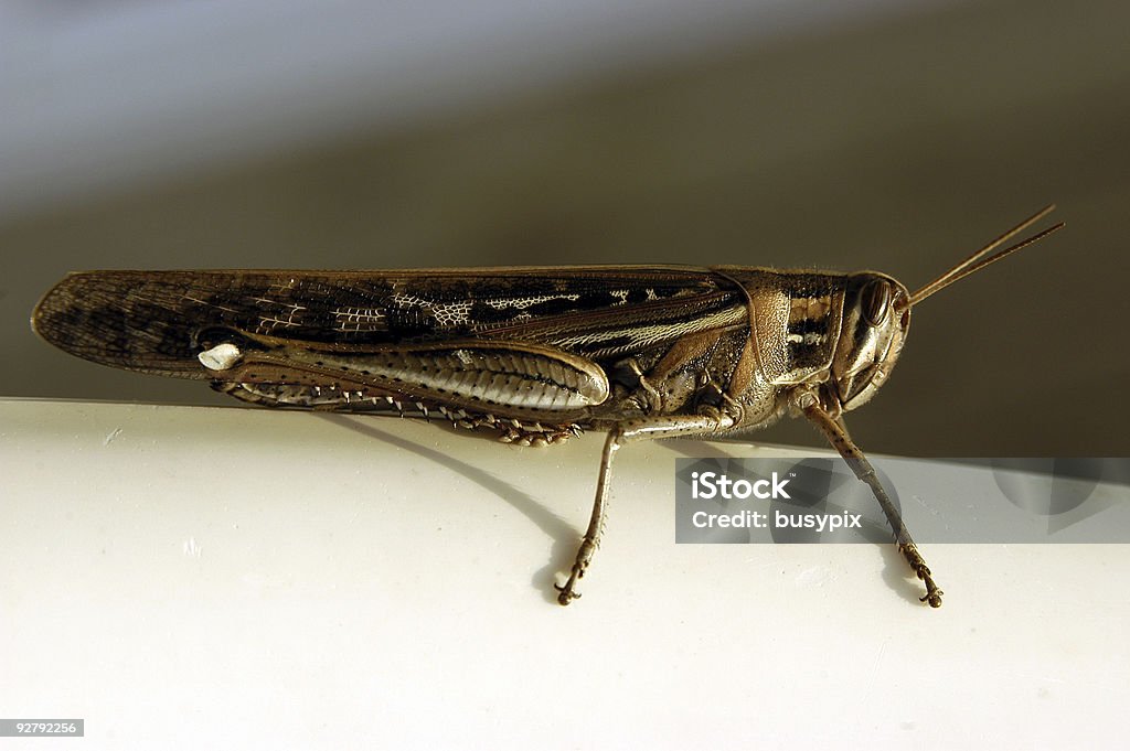 American Birdwing Heuschrecke - Lizenzfrei Berühren Stock-Foto