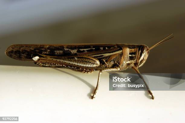 American Birdwing Heuschrecke Stockfoto und mehr Bilder von Berühren - Berühren, Biologie, Braun