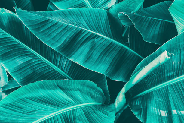 istock tropical banana palm leaf 927923320