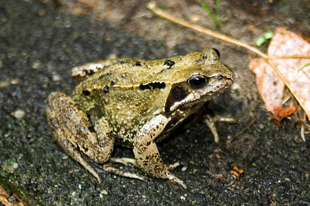 żaba na lądzie - frogger zdjęcia i obrazy z banku zdjęć