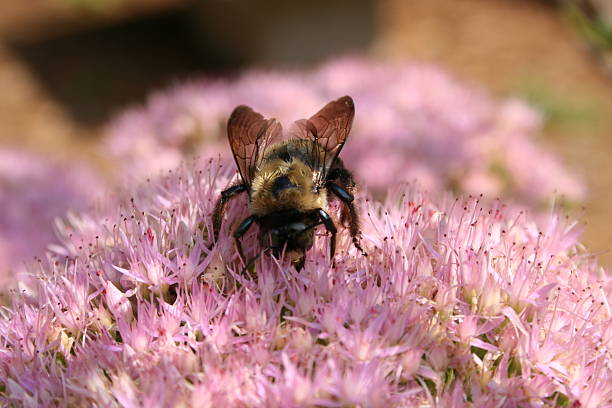 Bumble Abelha Polinização - fotografia de stock