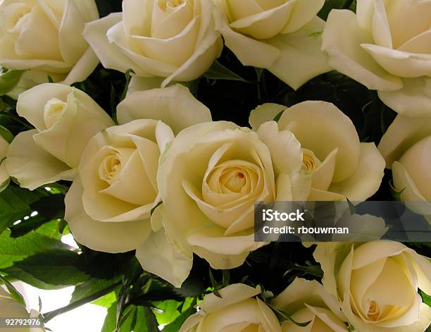 Rose - Fotografie stock e altre immagini di Adulto - Adulto, Affollato, Bianco