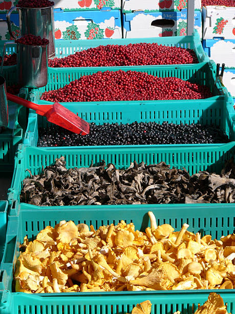 mushrooms and berries stock photo