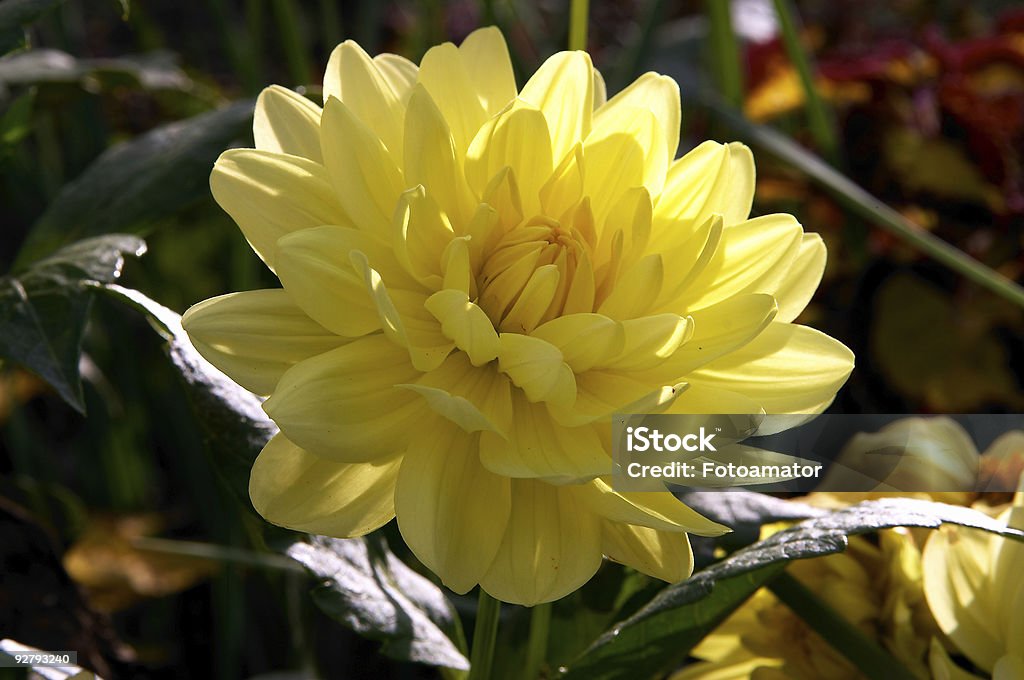 Jaune fleur de pivoine - Photo de Contre-jour libre de droits