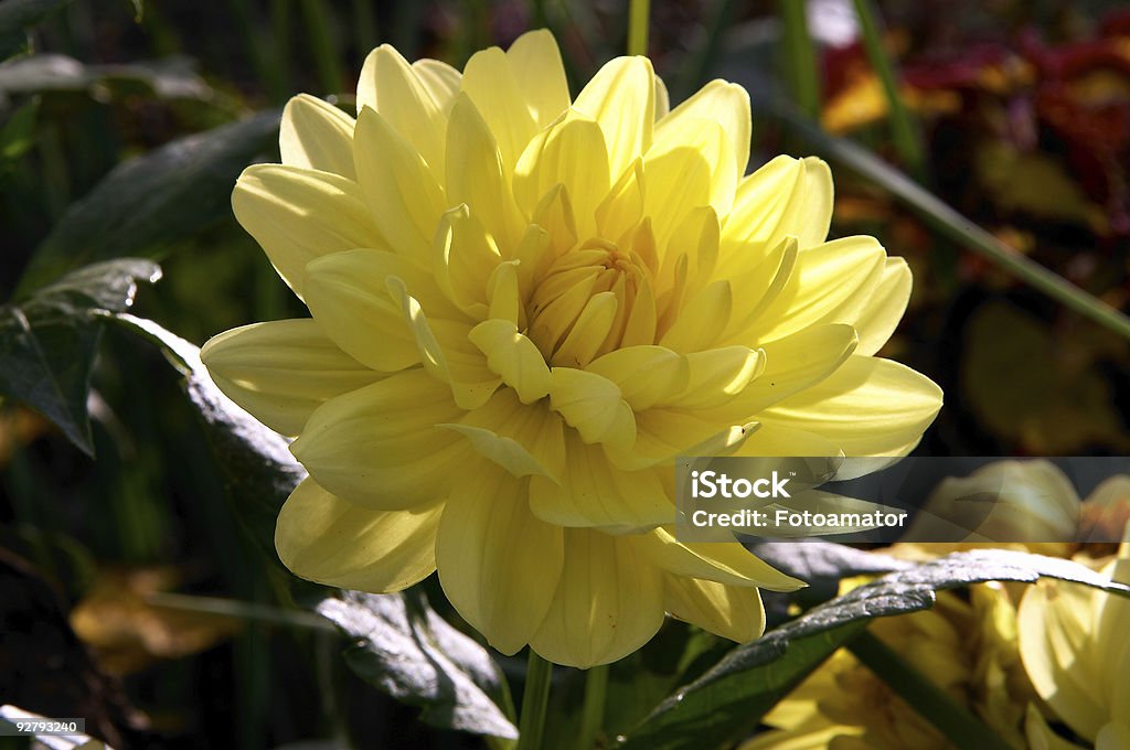 Yellow peony flower  Back Lit Stock Photo