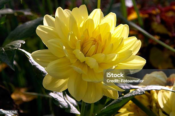 Yellow Peony Flower Stock Photo - Download Image Now - Back Lit, Close To, Close-up
