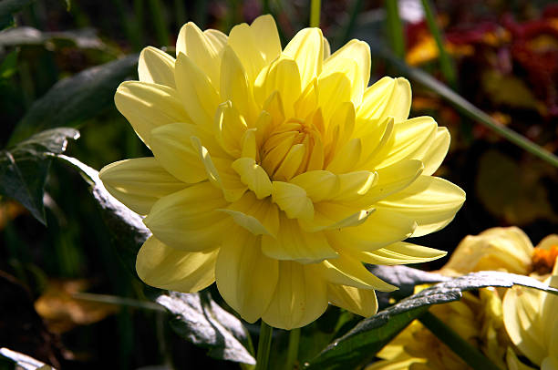 peônia flor amarela - peony yellow moving up close to - fotografias e filmes do acervo