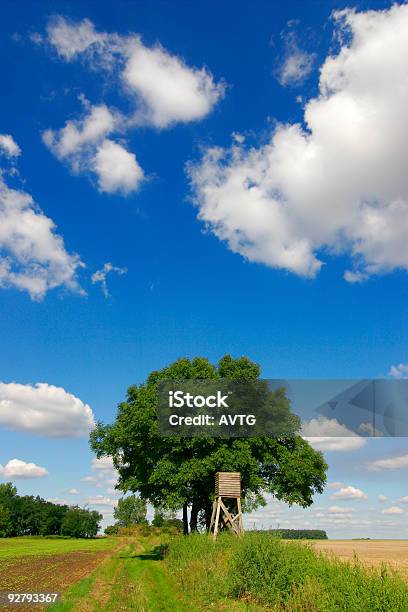 Doskonały Niebo - zdjęcia stockowe i więcej obrazów Chmura - Chmura, Cumulus, Drzewo