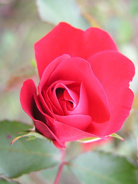 Red rose  lancaster texas stock pictures, royalty-free photos & images