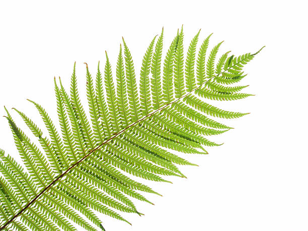 helecho detalles - fern leaf plant close up fotografías e imágenes de stock