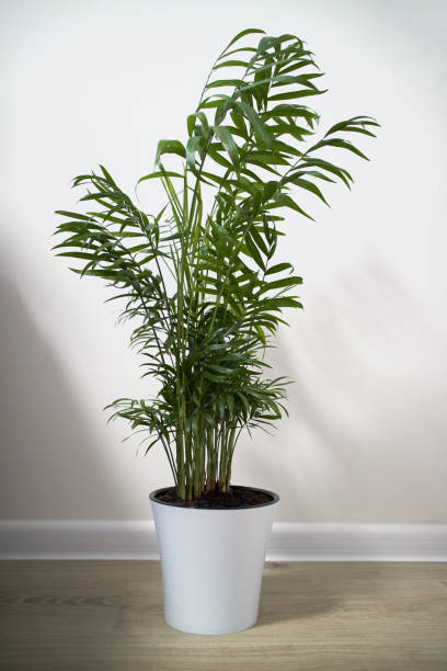 istock A potted plant Chamaedorea elegans isolated on white 927938780