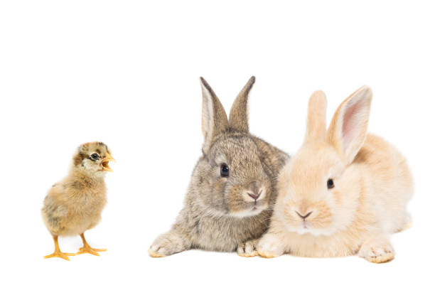 istock Easter Bunny and chicken 927939628