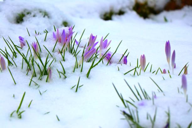 istock Pale purple crocus flowers under snow blanket. 927941816