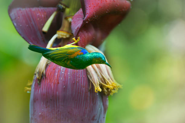 istock Brown-throated sunbird feeding nectar from Banana flower 927943376
