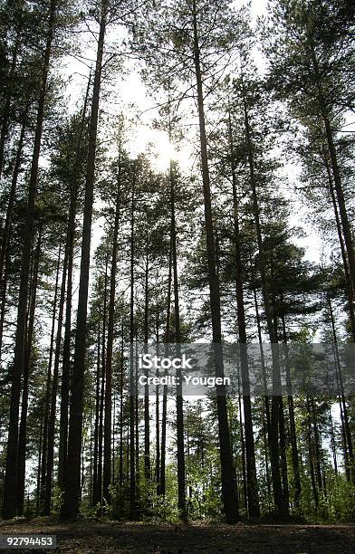 Foto de Darkling Floresta e mais fotos de stock de Arbusto - Arbusto, Bosque - Floresta, Floresta