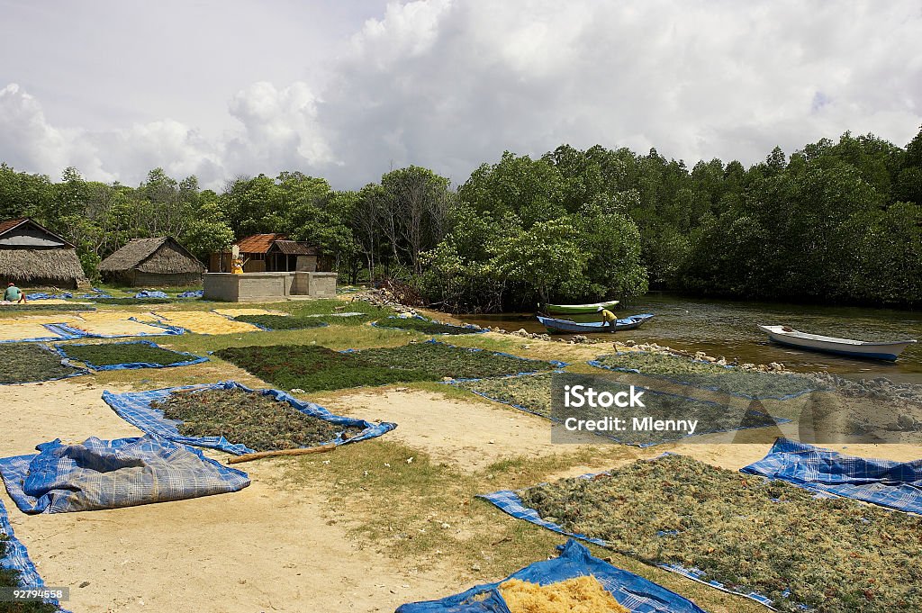 Sécher les algues de Bali, en Indonésie - Photo de Aliment libre de droits