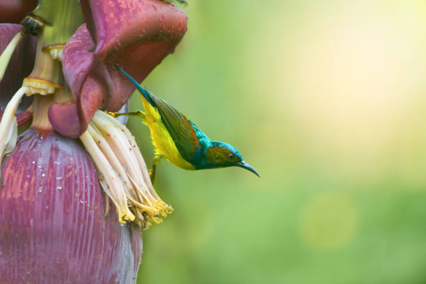 istock Sunbird feeding nectar from Banana flower. 927946234