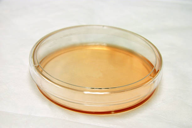 чашка петри в лаборатории с копией пространства выше - nature scientist petri dish science стоковые фото и изображения