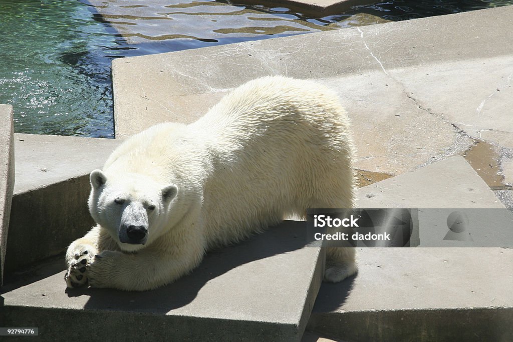 Urso Polar - Foto de stock de Animal royalty-free